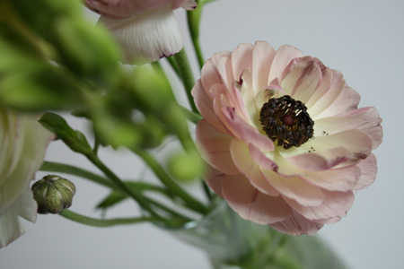 printemps-fleurs1