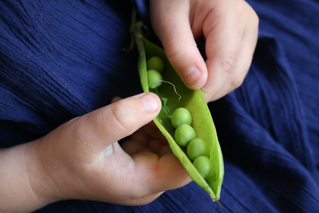 petit-pois-3