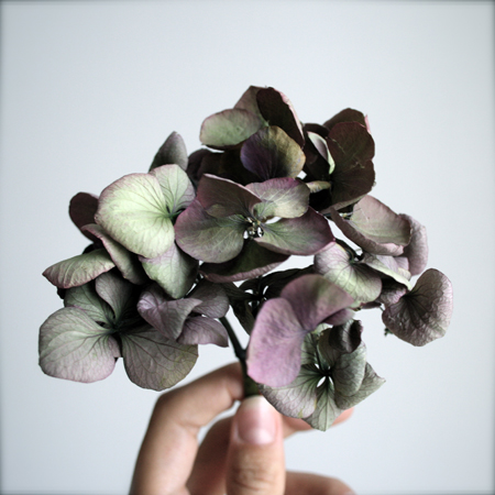 elena-hortensias-4