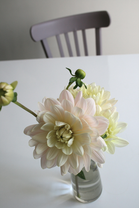 dahlia-1