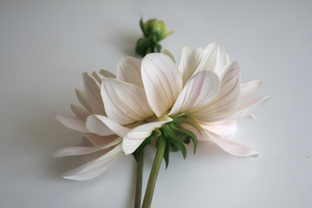 dahlia-2