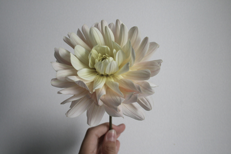dahlia-3