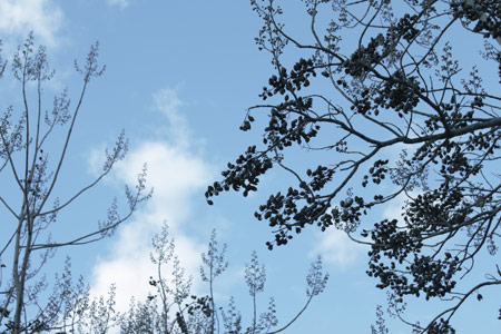 quelques-rayons-4