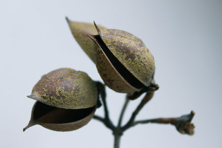quelques-rayons-5