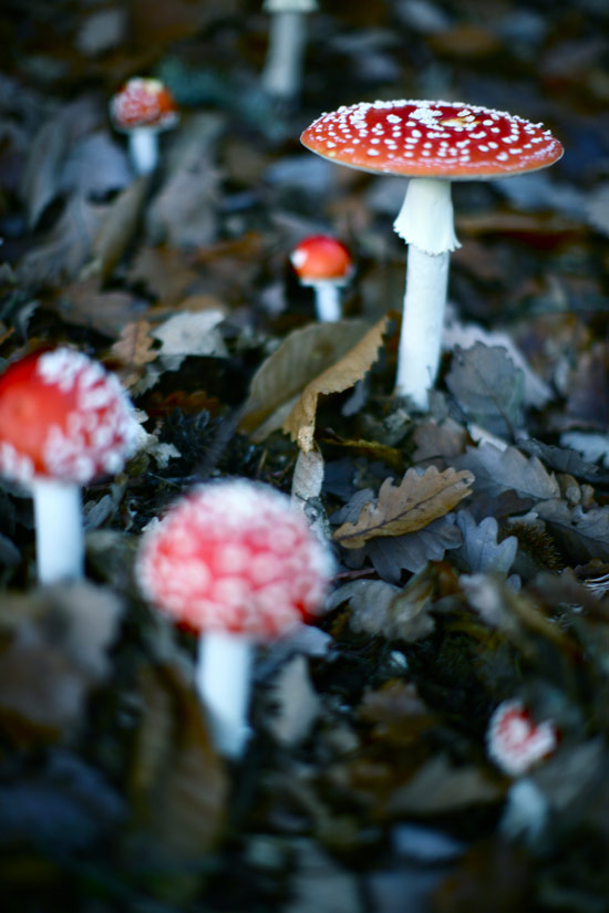 mushrooms-2