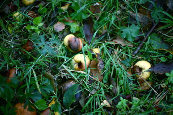 walk-of-autumn-4