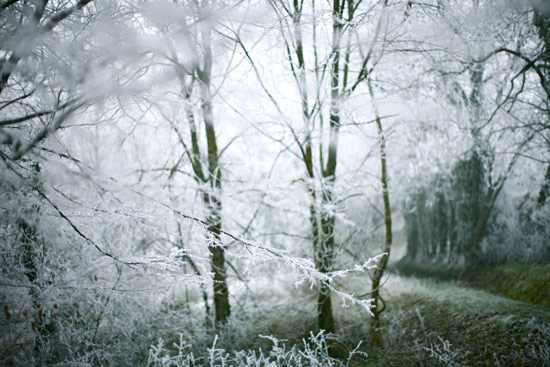 walk-of-winter-2