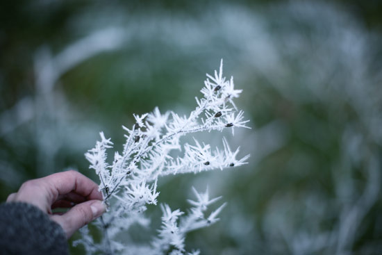 walk-of-winter-3
