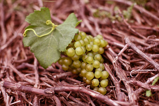 vendanges-2