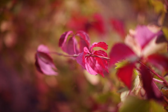 vendanges-3