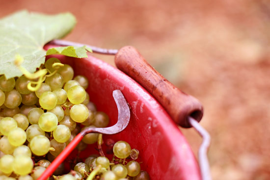 vendanges-4